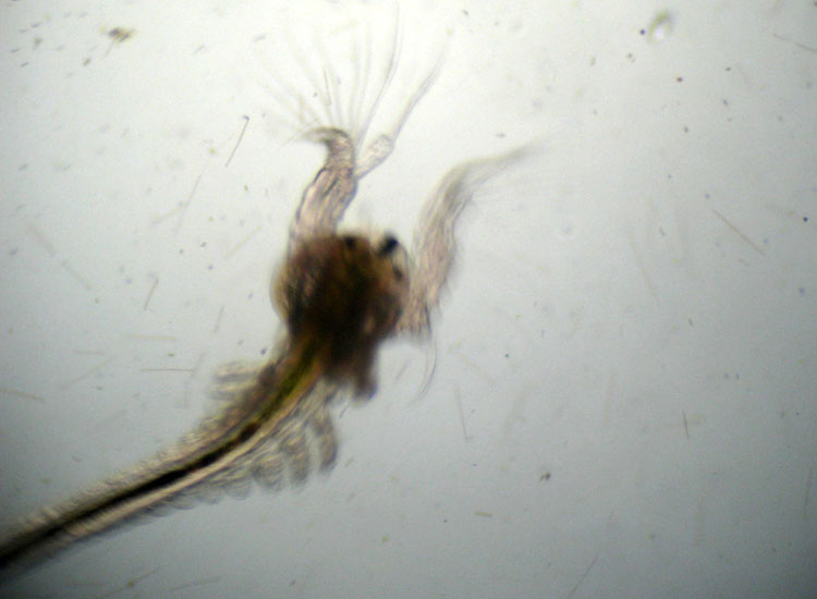 Microscopia salata